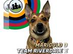 German Shepherd Dog Mix DOG FOR ADOPTION RGADN-1357797 - *MARIGOLD - German