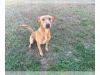 Golden Retriever Mix DOG FOR ADOPTION RGADN-1357829 - RALPH - Golden Retriever /