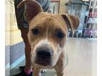 Staffordshire Bull Terrier Mix DOG FOR ADOPTION RGADN-1358034 - STANLEY -