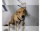 Labrador Retriever Mix DOG FOR ADOPTION RGADN-1358068 - DOLLY - Labrador