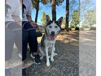 Mix DOG FOR ADOPTION RGADN-1358089 - Aashi - Husky Dog For Adoption