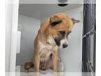 Chow Chow DOG FOR ADOPTION RGADN-1358111 - HOWARD - Chow Chow (medium coat) Dog