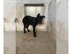 German Shepherd Dog-Great Dane Mix DOG FOR ADOPTION RGADN-1358127 - *SANDY -