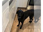 Labrador Retriever DOG FOR ADOPTION RGADN-1358179 - FIM - Labrador Retriever
