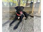 Labrador Retriever Mix DOG FOR ADOPTION RGADN-1358181 - Flynn - Labrador