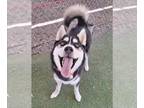 Mix DOG FOR ADOPTION RGADN-1358183 - Gerber - Husky (medium coat) Dog For