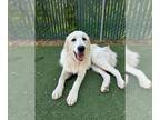 Great Pyrenees DOG FOR ADOPTION RGADN-1358254 - Katsu - Great Pyrenees (long