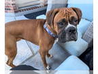Boxer DOG FOR ADOPTION RGADN-1358258 - TRUCKER - Boxer Dog For Adoption