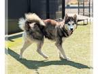 Siberian Husky DOG FOR ADOPTION RGADN-1358260 - BLU - Siberian Husky (medium