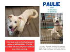 Carolina Dog Mix DOG FOR ADOPTION RGADN-1358346 - Paulie B - Carolina Dog /