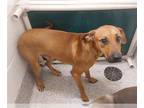 Catahoula Leopard Dog DOG FOR ADOPTION RGADN-1358363 - CHAZ - Catahoula Leopard