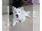 Mix DOG FOR ADOPTION RGADN-1358425 - Ghost - Great Boy!