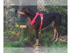 Doberman Pinscher DOG FOR ADOPTION RGADN-1358439 - SIMONE - Doberman Pinscher