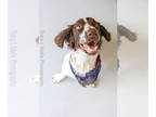 English Springer Spaniel DOG FOR ADOPTION RGADN-1358459 - Mr