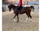 Exxalt Gelding available