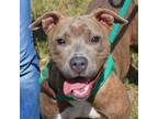 Poppy, American Staffordshire Terrier For Adoption In San Marcos, Texas