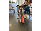 Gabby, American Staffordshire Terrier For Adoption In Bedminster, New Jersey