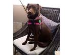 Shawnee, Labrador Retriever For Adoption In San Diego, California