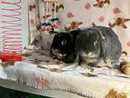 Simon And Danny, Lop, Holland For Adoption In Waynesboro, Virginia