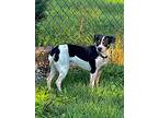 Hoppy, Terrier (unknown Type, Small) For Adoption In Decatur, Indiana