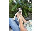 Hyrim, Terrier (unknown Type, Medium) For Adoption In Greenville, South Carolina