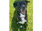 Kevin, Labrador Retriever For Adoption In Liberty, Indiana