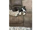 Woodstock-new-video, Labrador Retriever For Adoption In Tuscaloosa, Alabama