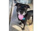 Beaker, Labrador Retriever For Adoption In Bloomsburg, Pennsylvania