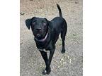 Mosley, Labrador Retriever For Adoption In Helotes, Texas