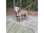 Tiana, American Pit Bull Terrier For Adoption In Washington