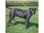 Jellybean, American Staffordshire Terrier For Adoption In Huntley, Illinois
