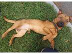 Scrappy, American Pit Bull Terrier For Adoption In Rochester, New York