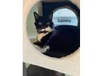 Sammy, Domestic Shorthair For Adoption In Medway, Massachusetts