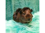 Mini, Guinea Pig For Adoption In Chino, California