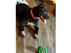 Kanai, American Pit Bull Terrier For Adoption In Germantown, Ohio