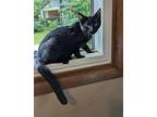 Obsidian, Siamese For Adoption In Cleveland, Ohio