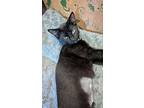 Gem, Siamese For Adoption In Cleveland, Ohio