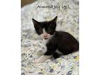 Almond Joy (aj), Domestic Shorthair For Adoption In Hoover, Alabama