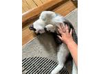 Jimmy & Lalo, American Curl For Adoption In Brooklyn, New York
