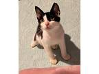Munchkin (cute Kitten), Domestic Shorthair For Adoption In Port Orange, Florida