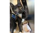 Bumper @petsmart Walker Rd, Domestic Shorthair For Adoption In Newberg, Oregon