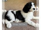 Sheepadoodle PUPPY FOR SALE ADN-823998 - Sheepadoodle Puppies