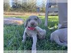 Weimaraner PUPPY FOR SALE ADN-823840 - Weimaraner Puppys