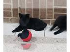Schipperke PUPPY FOR SALE ADN-823861 - AKC registered Skipperke puppies