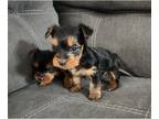 Yorkshire Terrier PUPPY FOR SALE ADN-823744 - Tea Cup