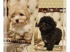 Poodle (Toy) PUPPY FOR SALE ADN-823743 - Toy poodle puppys