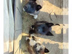Akita PUPPY FOR SALE ADN-823910 - Akitas by Stone Paw