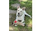 Adopt Sissy a Tan/Yellow/Fawn Labrador Retriever / Shepherd (Unknown Type) /