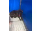 Adopt Hercules a Brown/Chocolate Mixed Breed (Medium) dog in Whiteville