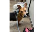 Adopt Max a Tan/Yellow/Fawn - with Black Hound (Unknown Type) / Rat Terrier dog